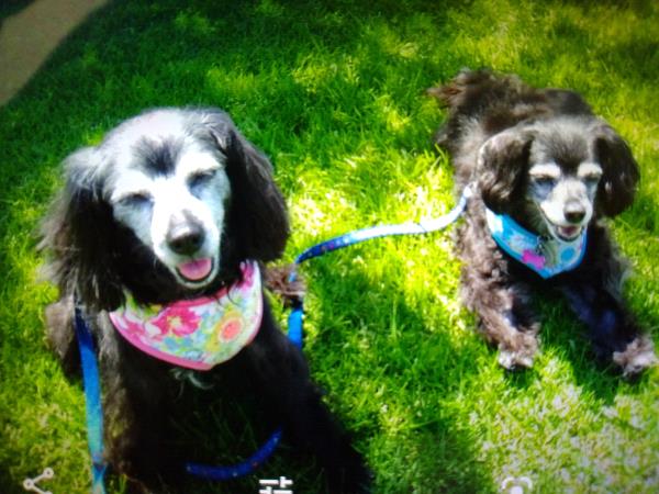 /Images/uploads/Friends of Seal Beach Animal Care Center/2022sbacc/entries/21697thumb.jpg